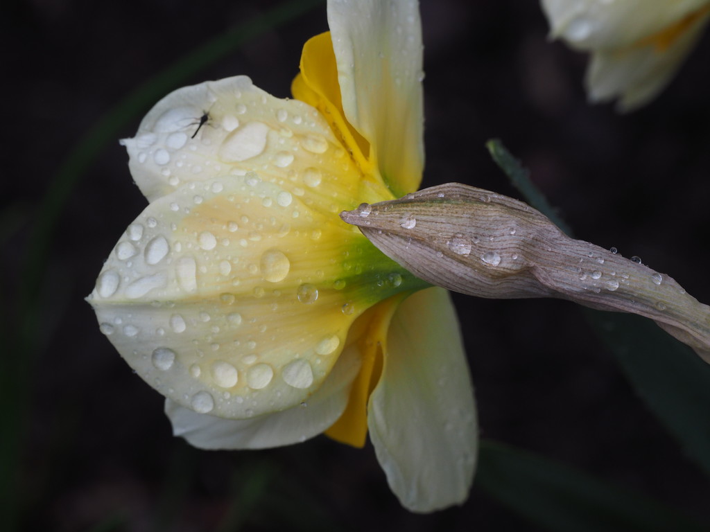 White/Yellow Daffodil with Gnat! by selkie