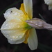 White/Yellow Daffodil with Gnat! by selkie
