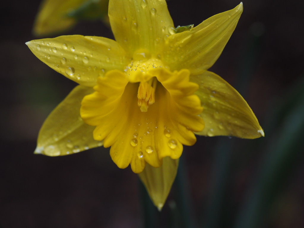 Yellow Daffodil by selkie