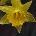 Yellow Daffodil by selkie