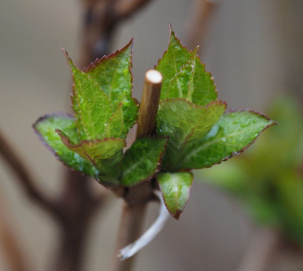 Hydrangea Leaves by selkie