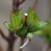 Hydrangea Leaves by selkie