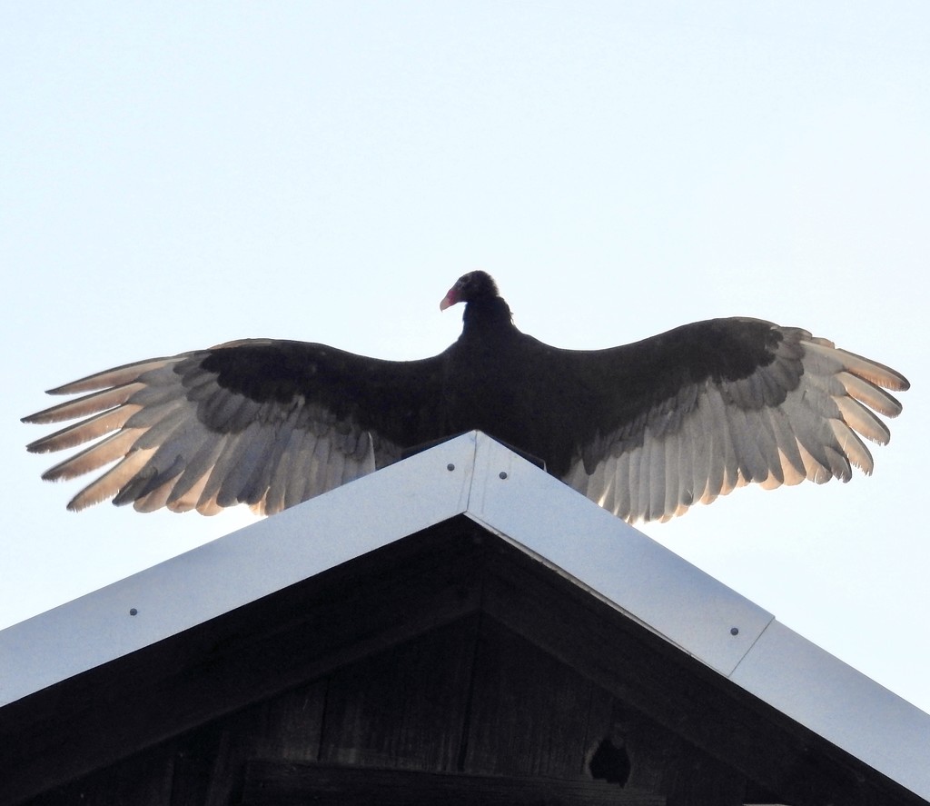 a turkey vulture on the roof by amyk