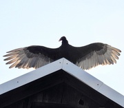 3rd May 2018 - a turkey vulture on the roof