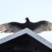 a turkey vulture on the roof by amyk