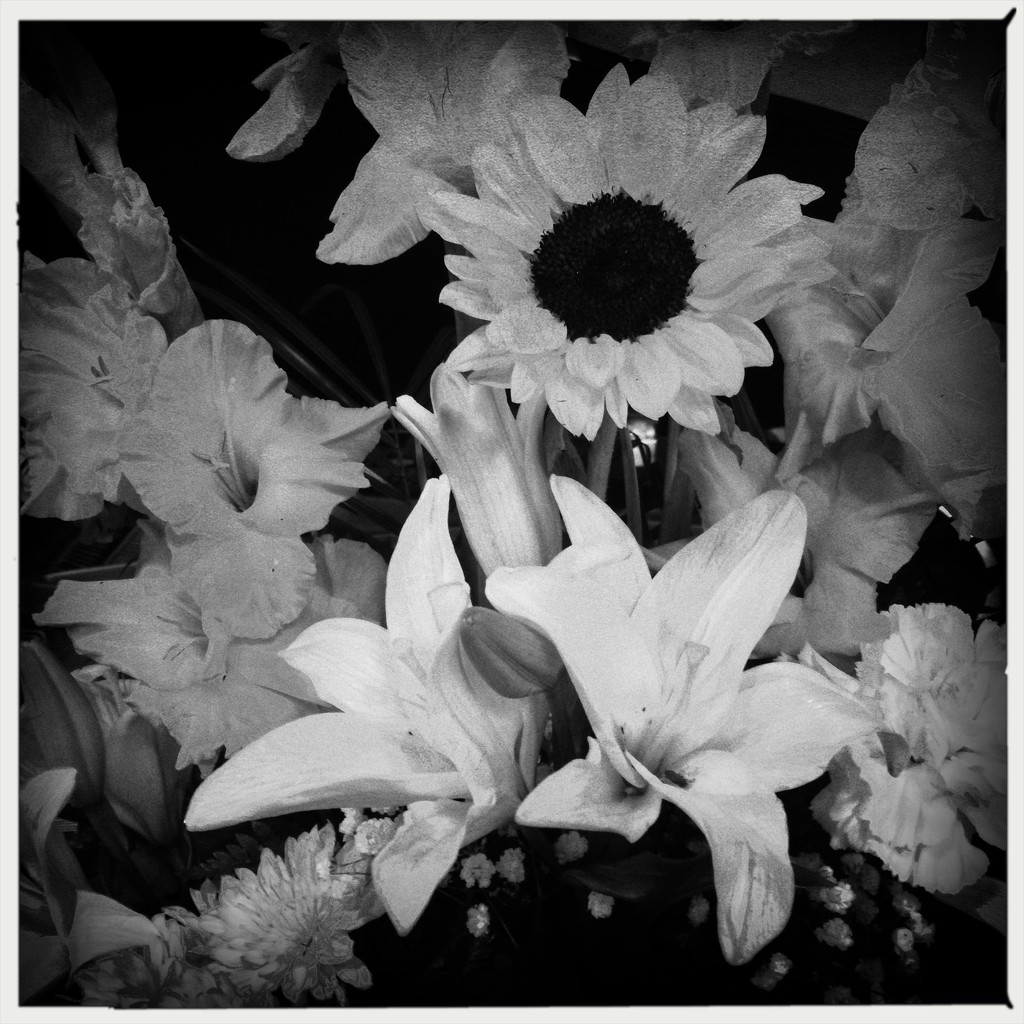 Flowers - Hipstamatic by jeffjones