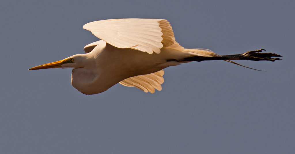 Egret Fly By! by rickster549