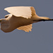 Egret Fly By! by rickster549