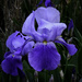 Blue Iris In The Moonlight by joysfocus