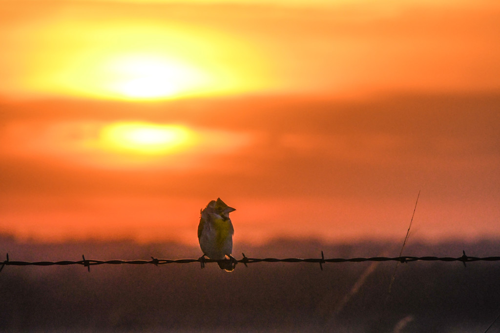 Dickcissel at Sunset by kareenking
