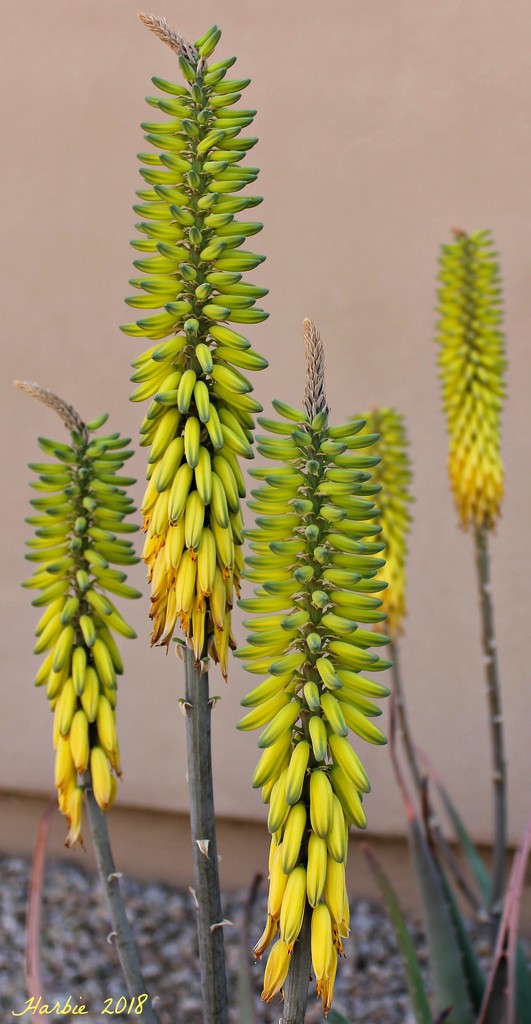 Yellow Aloe Flowers by harbie