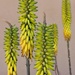 Yellow Aloe Flowers by harbie