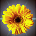 Mini Sunflower  by stuart46