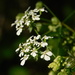  Common old Cow Parsley..... by 365anne