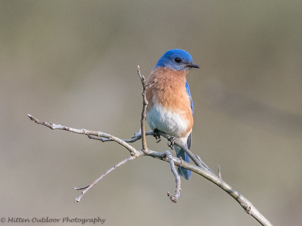 Bluebird by dridsdale