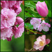 Spring Pink by seattlite