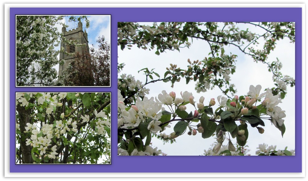 The Parish Church and apple blossom. by grace55
