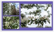 4th May 2018 - The Parish Church and apple blossom.