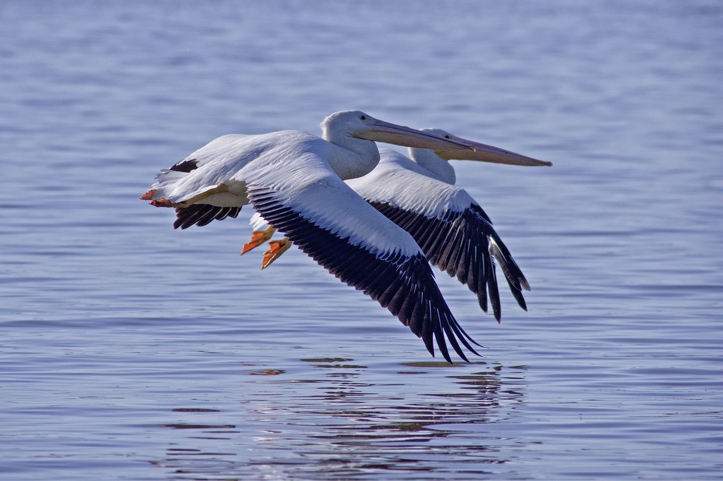 LHG_3680  Double pelicans by rontu