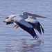 LHG_3680  Double pelicans by rontu