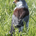 Pygmy Falcon by shepherdmanswife