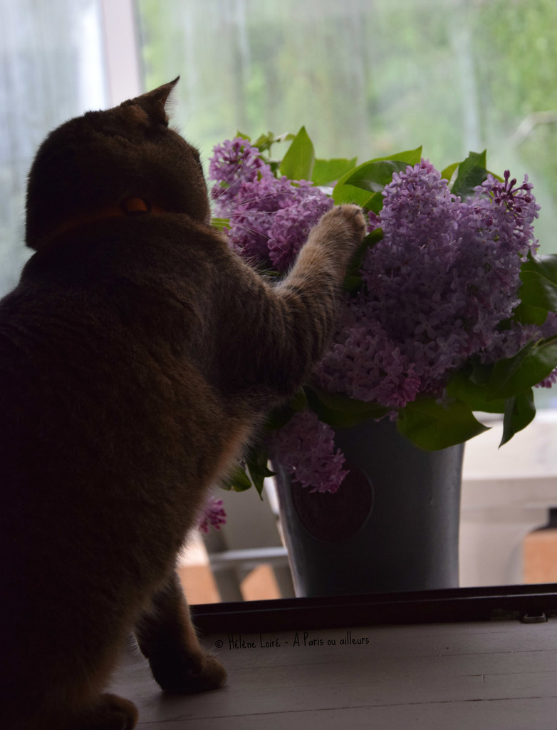 Toulouse and the lilac by parisouailleurs