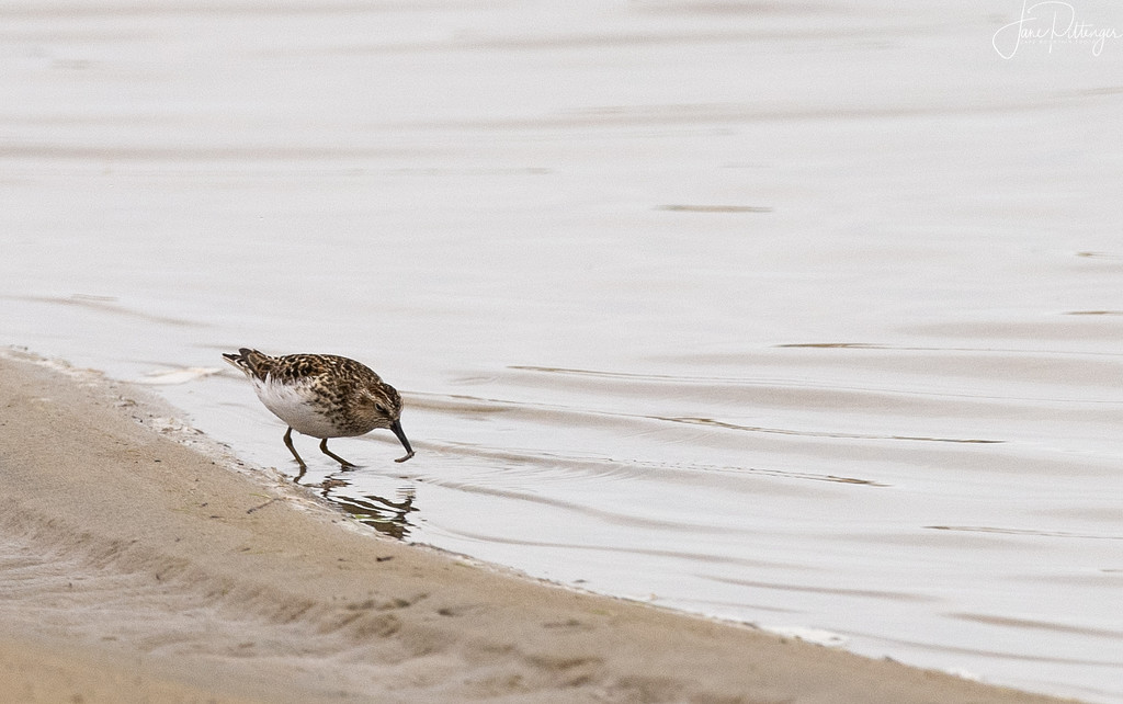 Shorebird Finding Lunch by jgpittenger