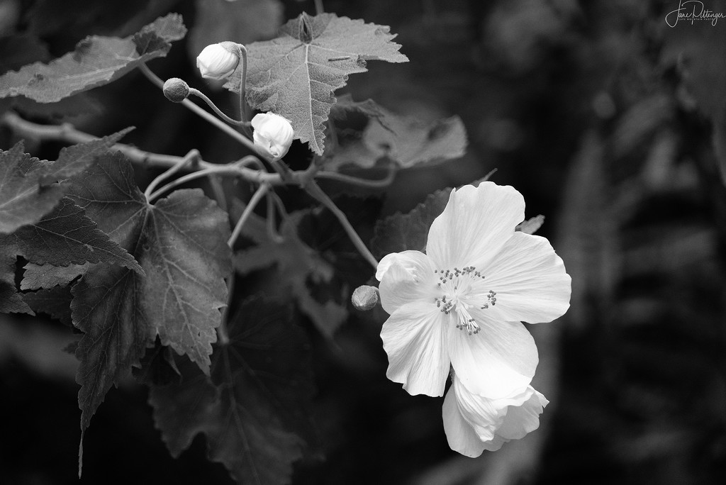 White Wild Rose B and W  by jgpittenger