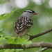 White-Crowned Sparrow by cjwhite