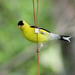 Goldfinch by cjwhite