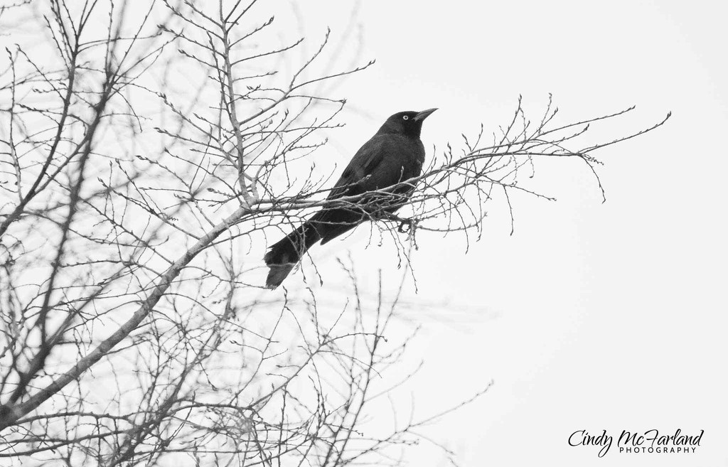 Blackbird Singing on a Rainy Day by cindymc