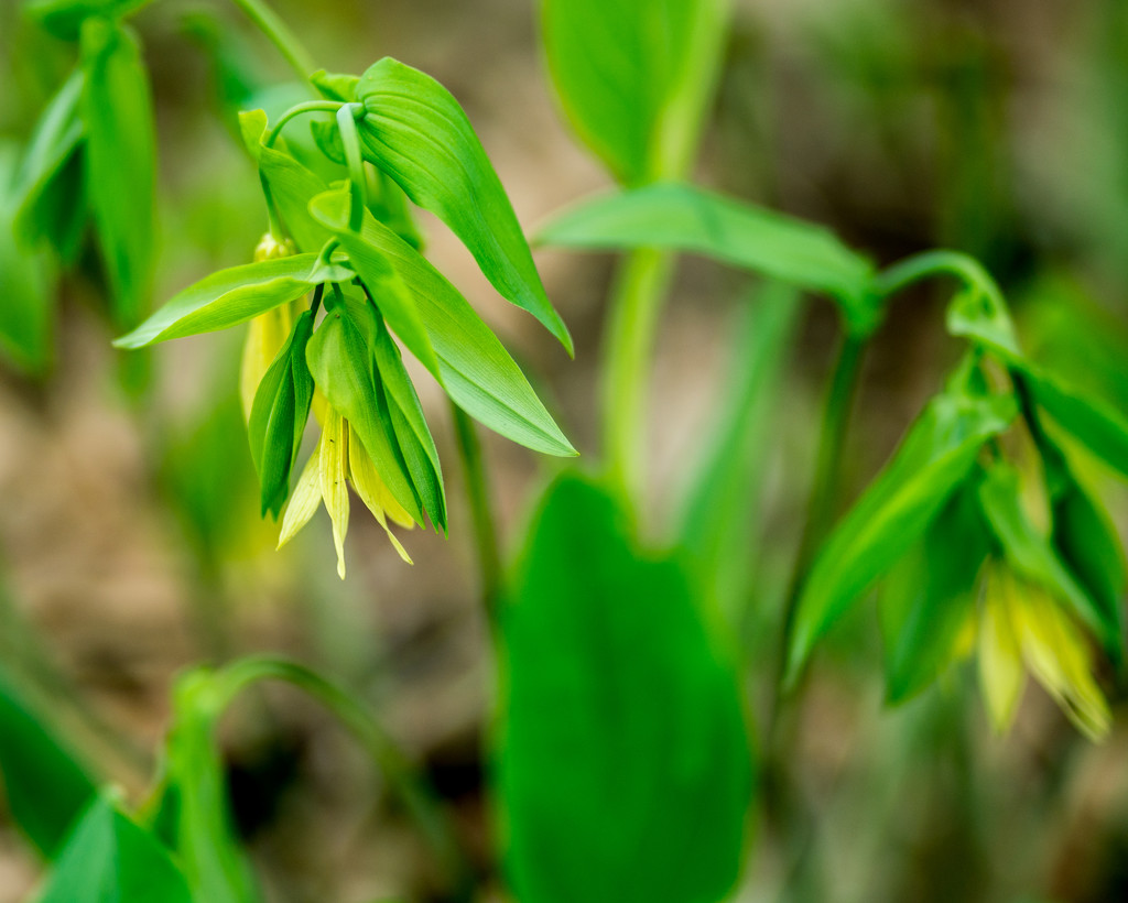 Bellwort by rminer