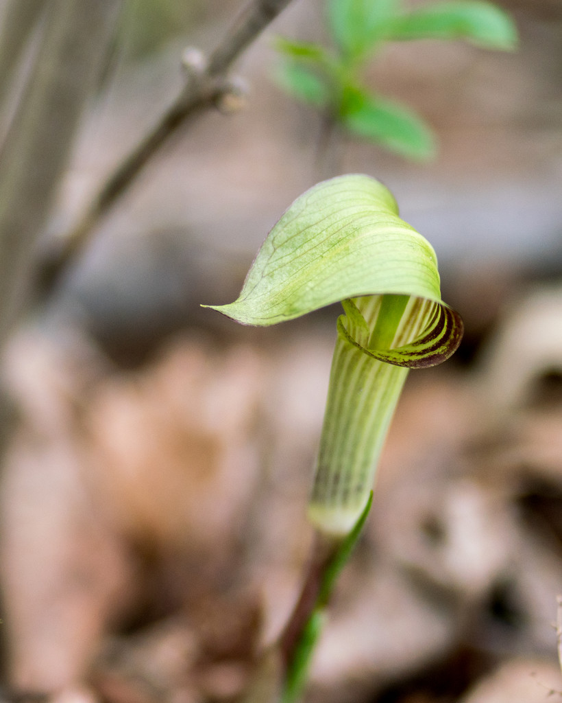 Jack in the pulpit portrait by rminer