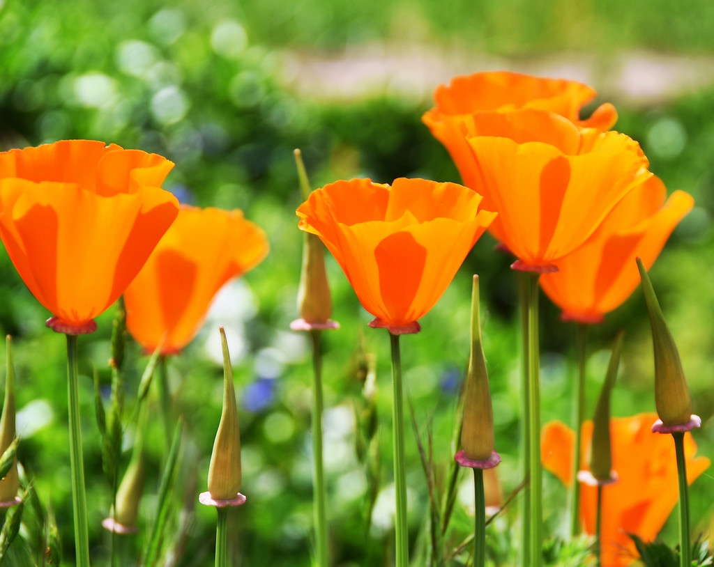 Poppies and Pods by joysfocus