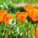 Poppies and Pods by joysfocus