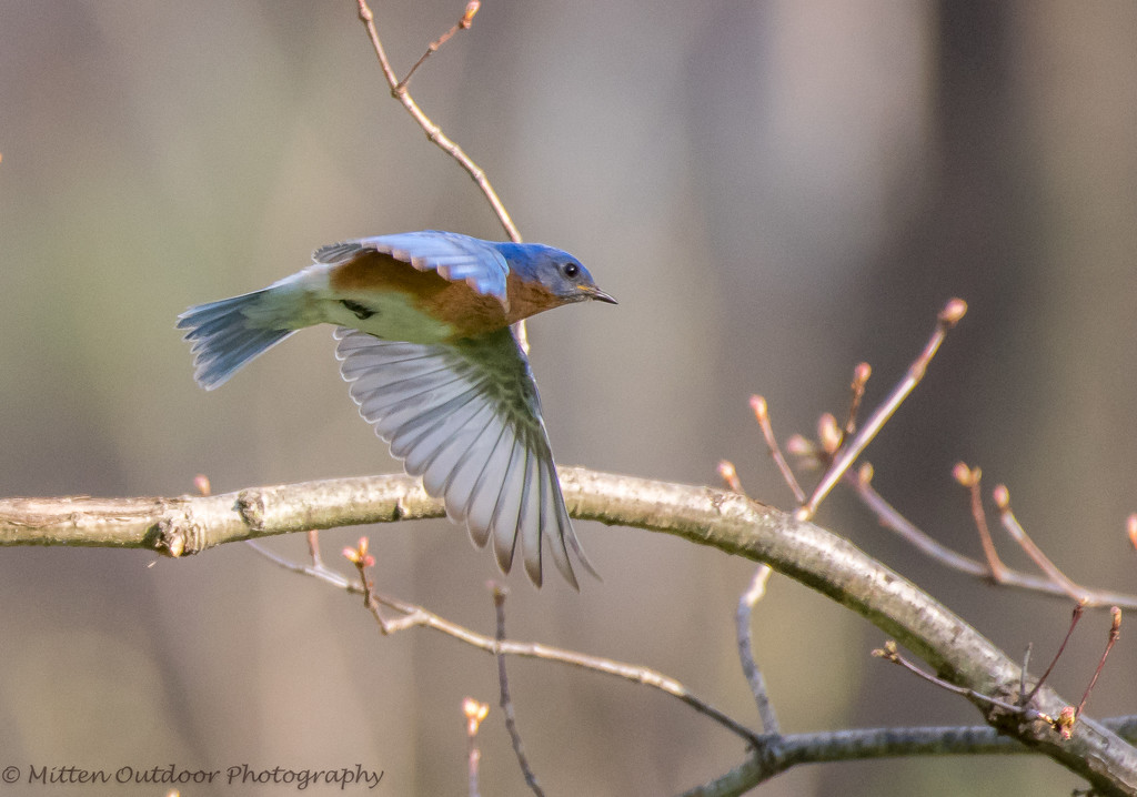 Bluebird in Flight by dridsdale