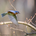 Bluebird in Flight by dridsdale