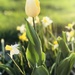 Spring as finally arrived! by dakotakid35
