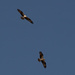 The Osprey's Were Out Today! by rickster549