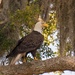Bald Eagle Walking the Limb! by rickster549