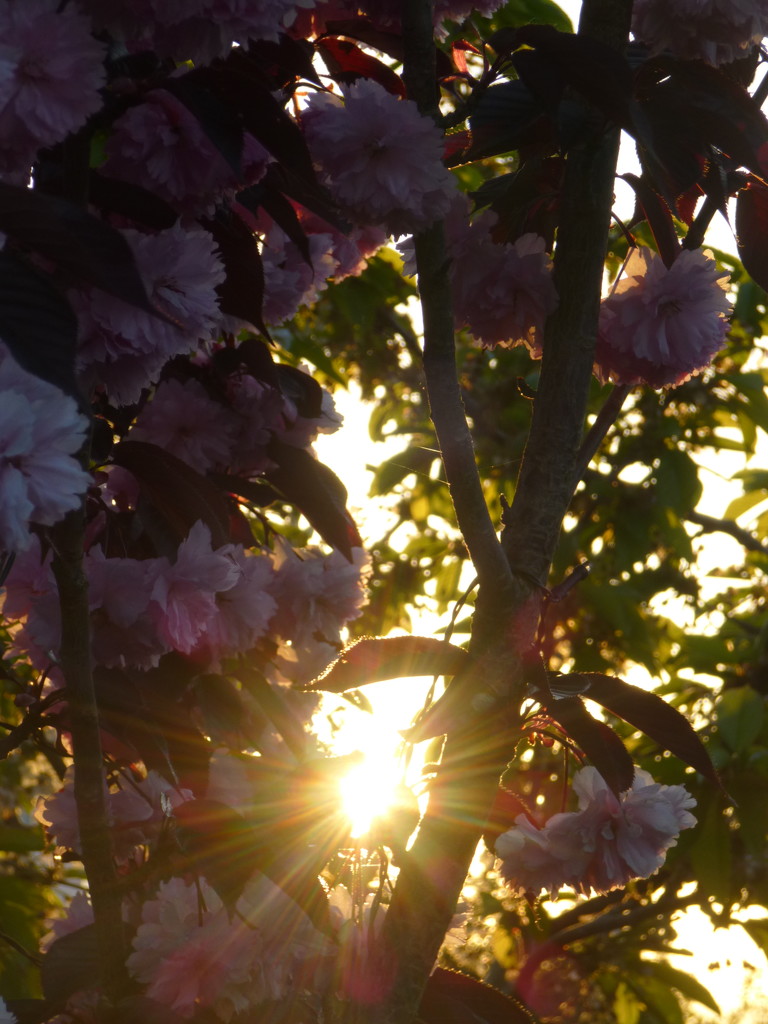Cherry Blossom Sunrise by 30pics4jackiesdiamond