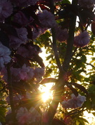 5th May 2018 - Cherry Blossom Sunrise