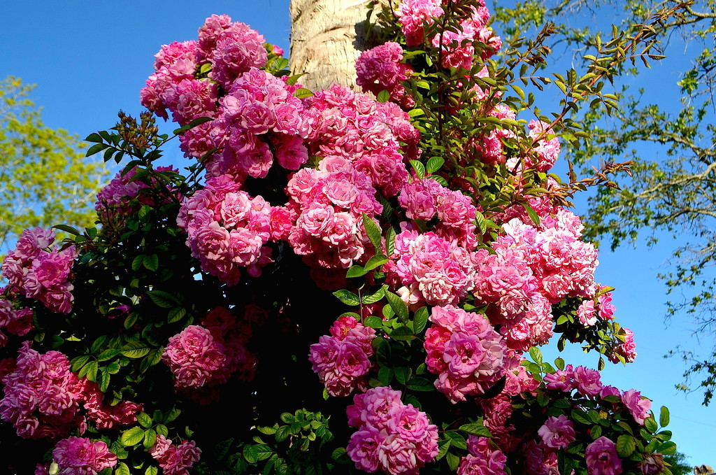 Roses, Colonial Lake Park, Charleston, SC by congaree