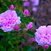 Roses, Hampton Park, Charleston, SC by congaree
