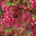Flowering Currant by 365projectmaxine