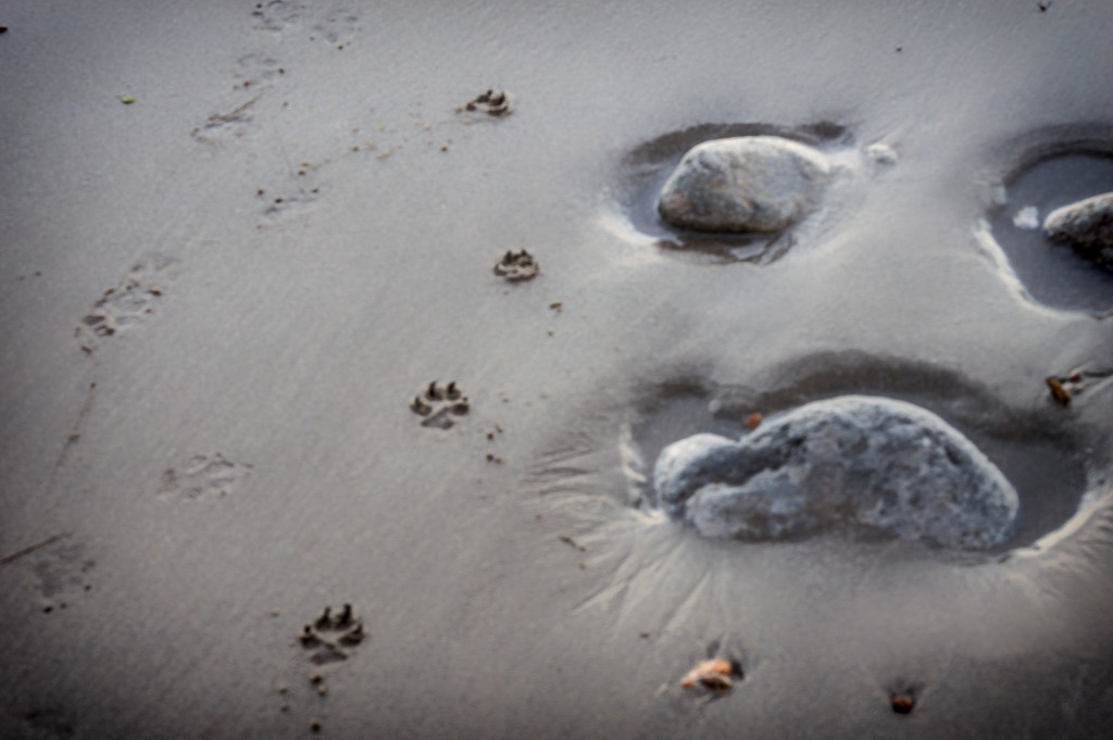 Face in the Sand by fbailey