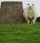 5th May 2018 - sheep & boulder versus green grass