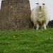 sheep & boulder versus green grass by quietpurplehaze