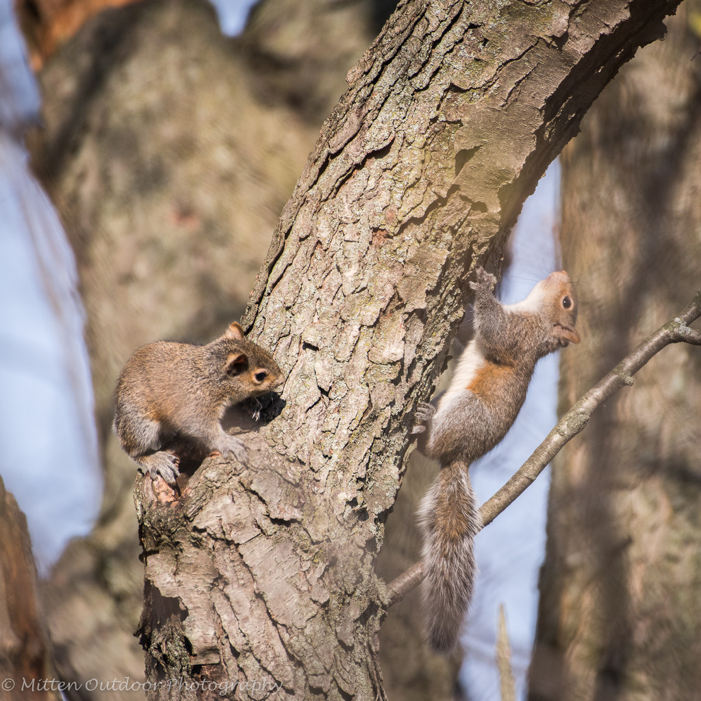 Baby Squirrels  by dridsdale