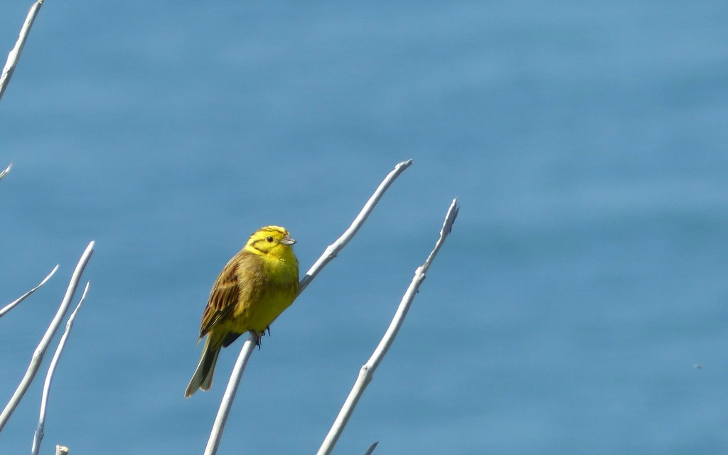 Yellowhammer by g3xbm